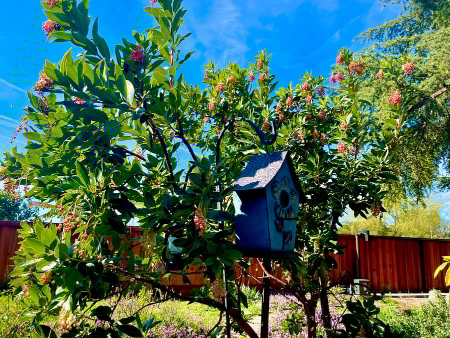Irish strawberry tree.