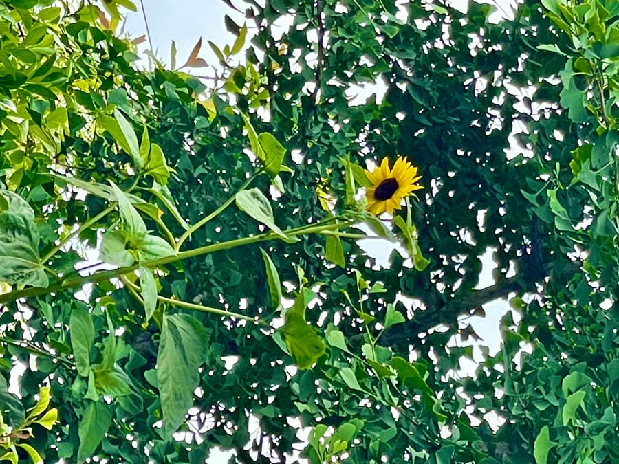 First sunflower of the year