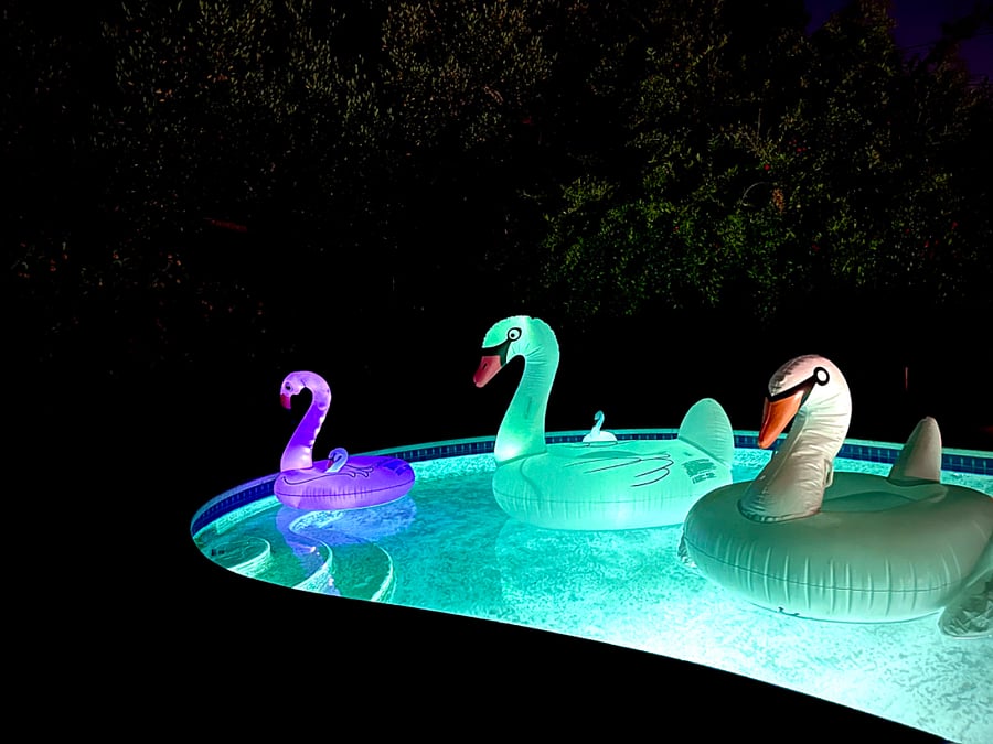 The Swans light up at night