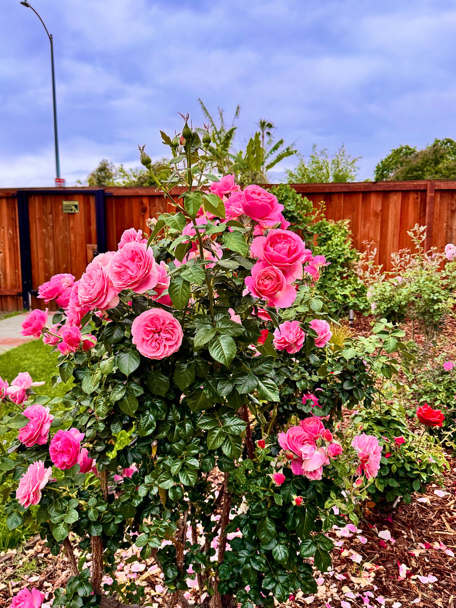Beautiful Rose gardens through out the property!