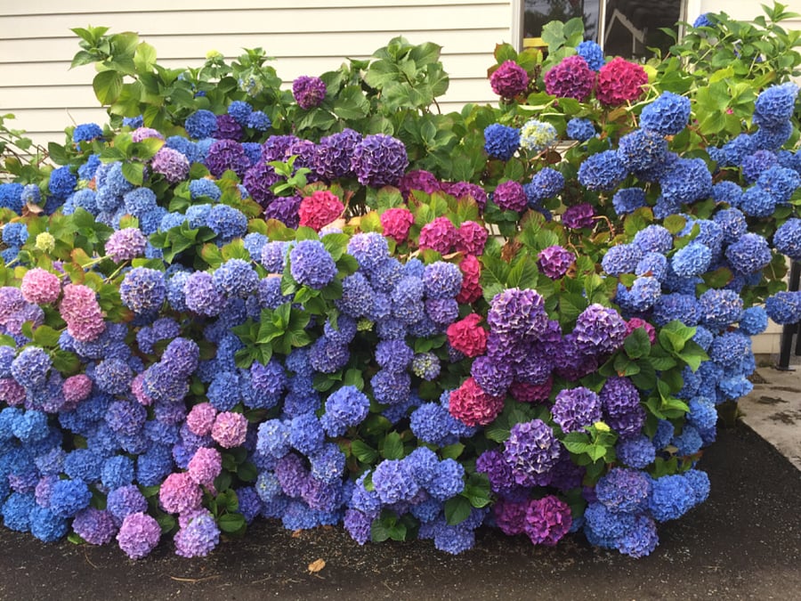 Patio hydrangea hedge