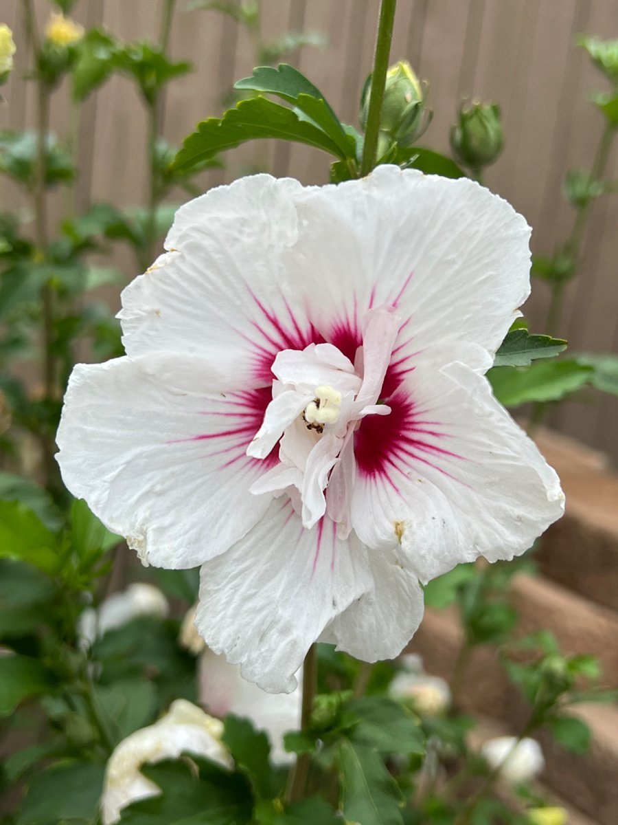 Flowers in shared backyard 
