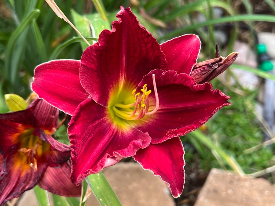 Flowers in shared backyard 