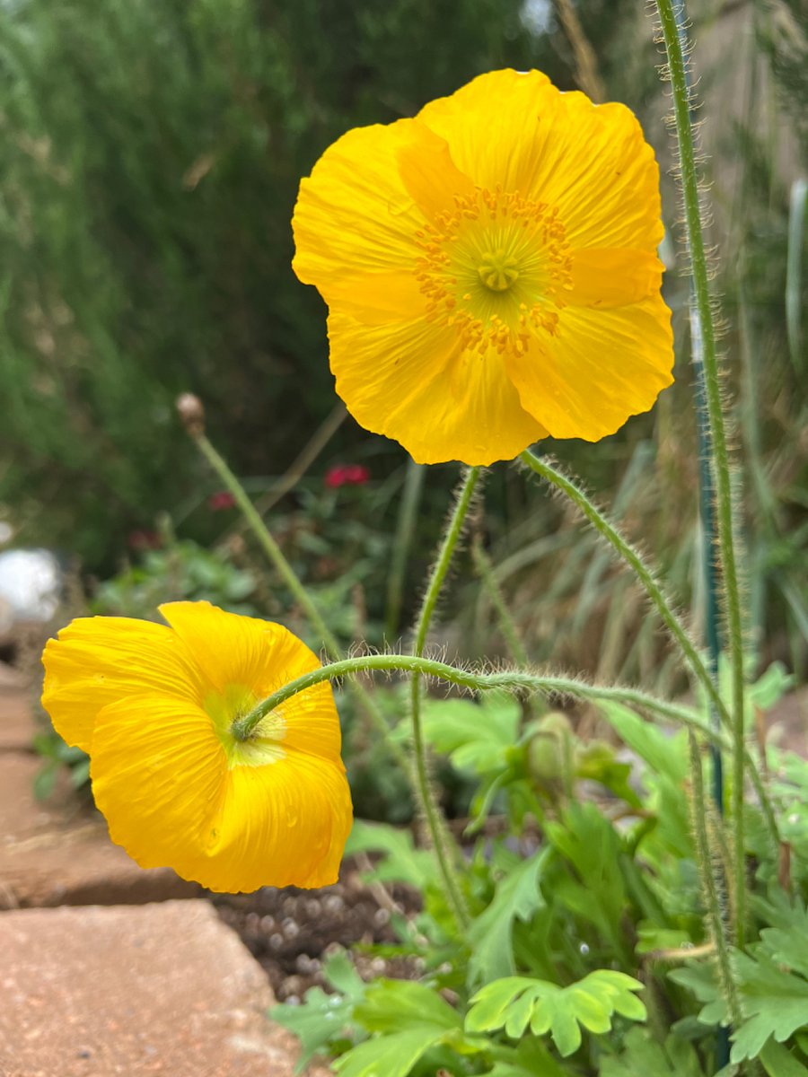 Flowers in shared backyard 