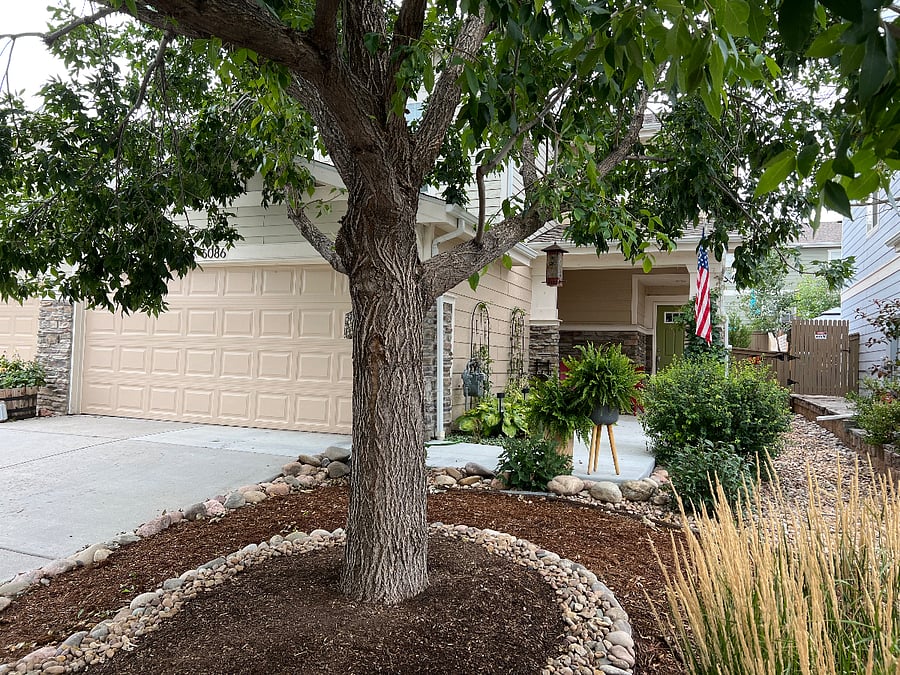 Front yard