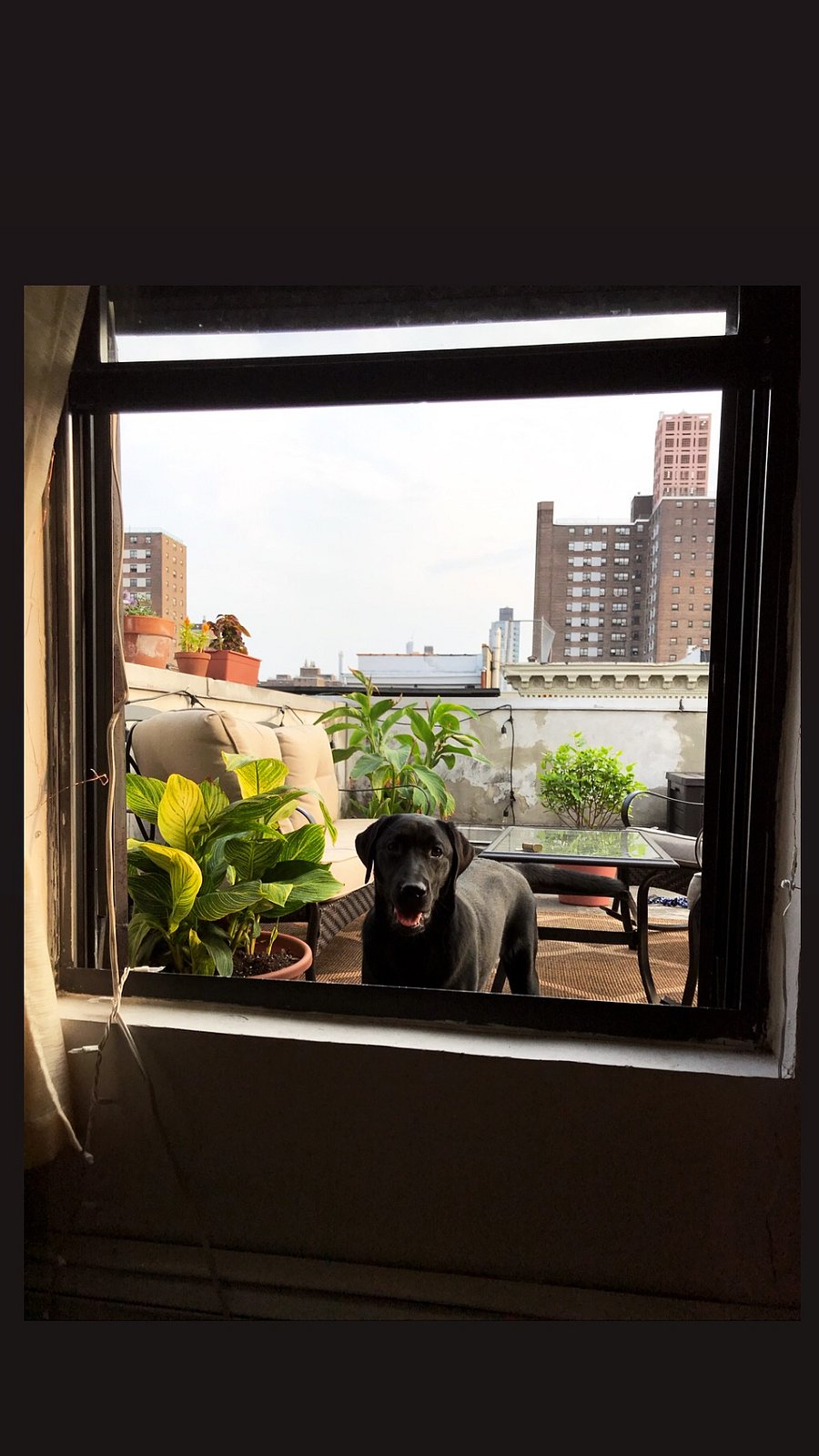 Dog not included