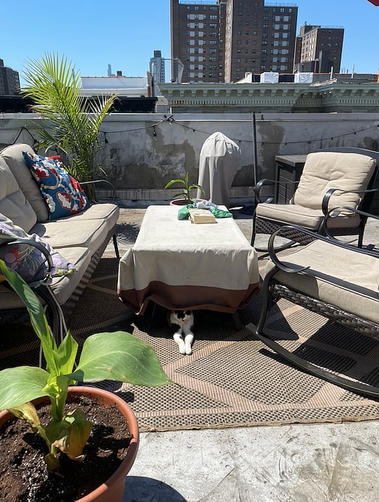 Cat included