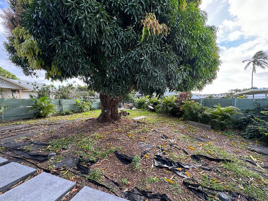 Backyard Mango tree (fruit in summer)