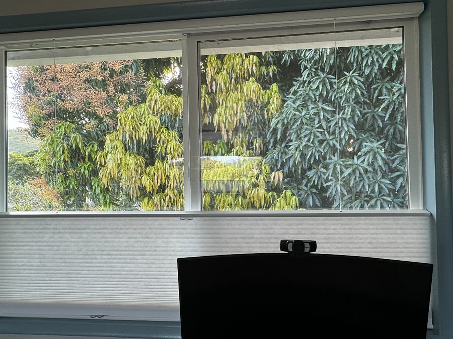 View of mango tree from bedroom window