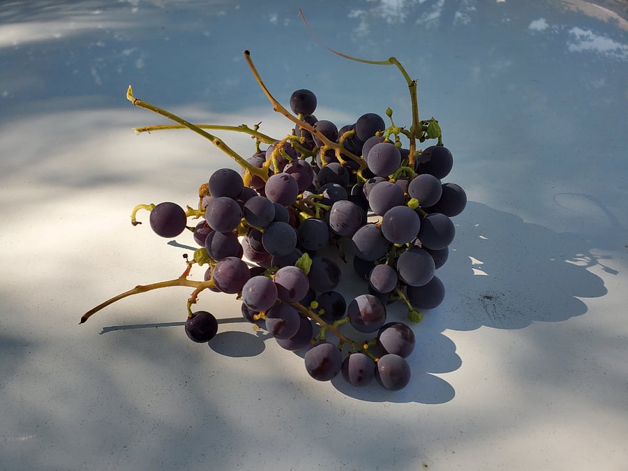 Grapes harvested from out own vines!