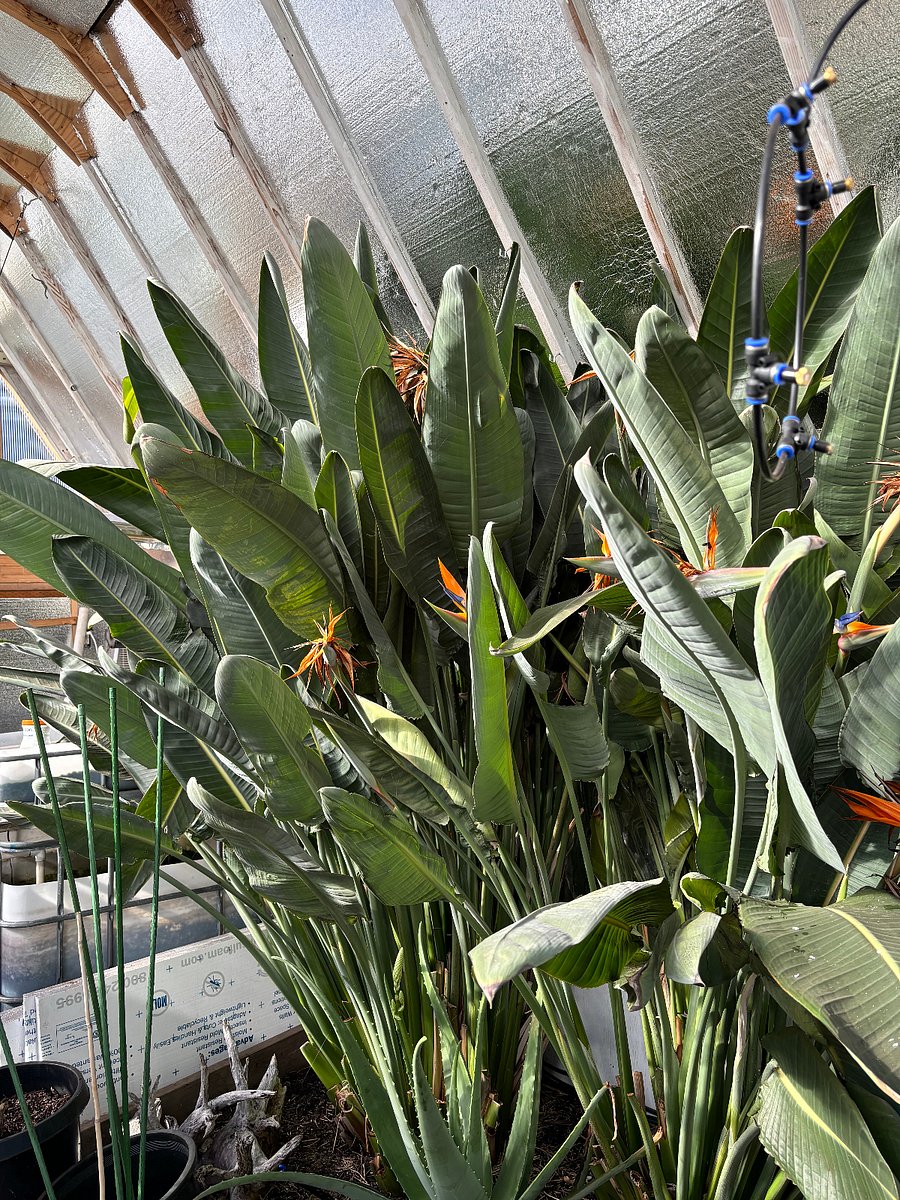 Inside of greenhouse