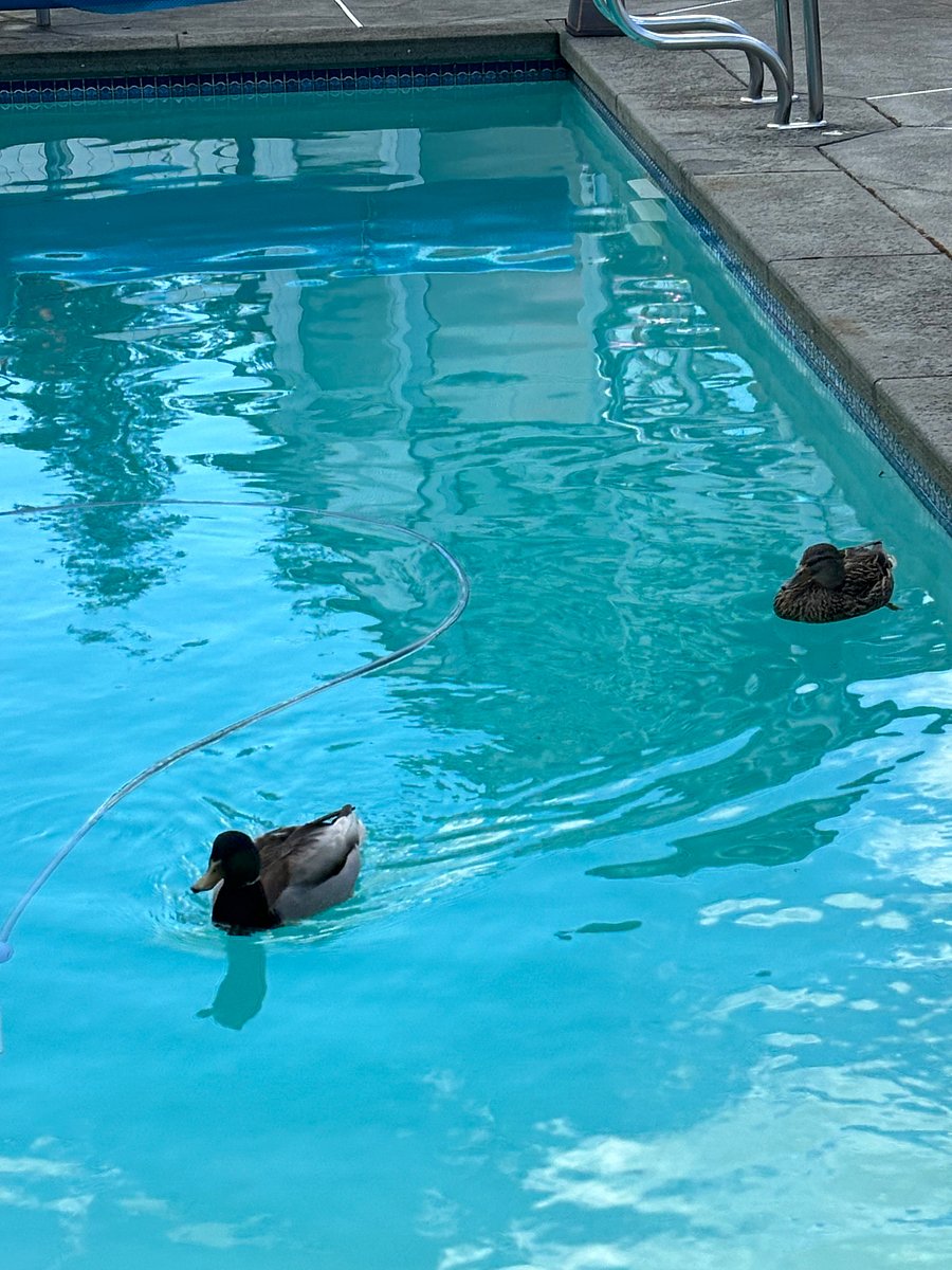 Two visitors that just flew in from a very long flight just to take a dip in our backyard lake. We named them Abraham and Sarah