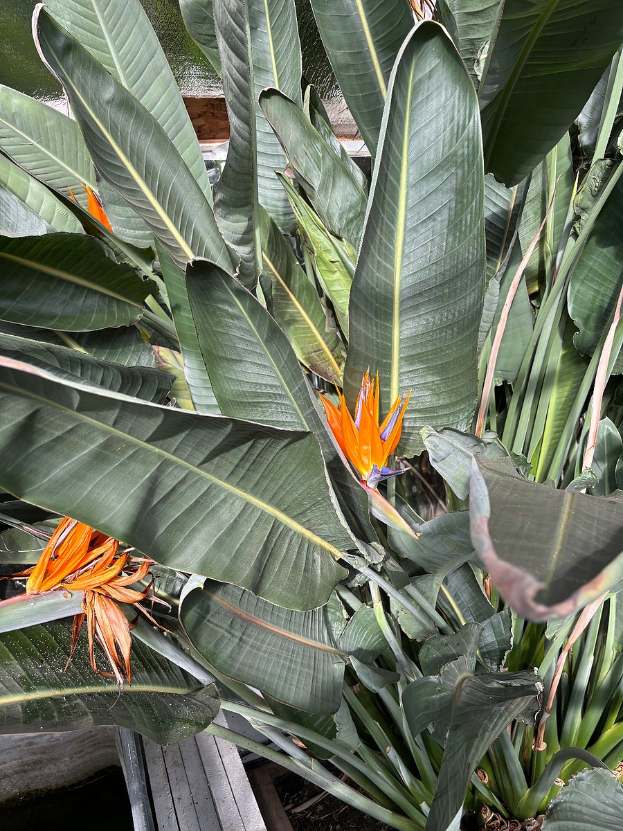 Bird of Paradise plants in GH