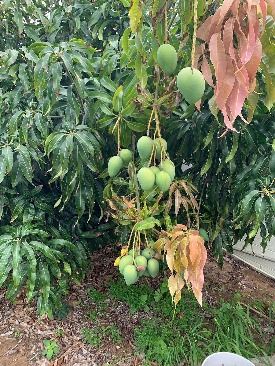 Mango in season