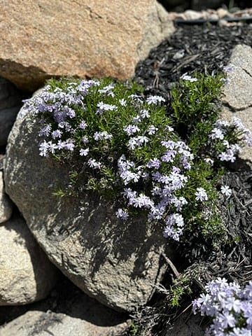 Beautiful Flowers 