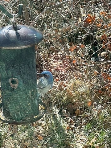 Great Bird watching 