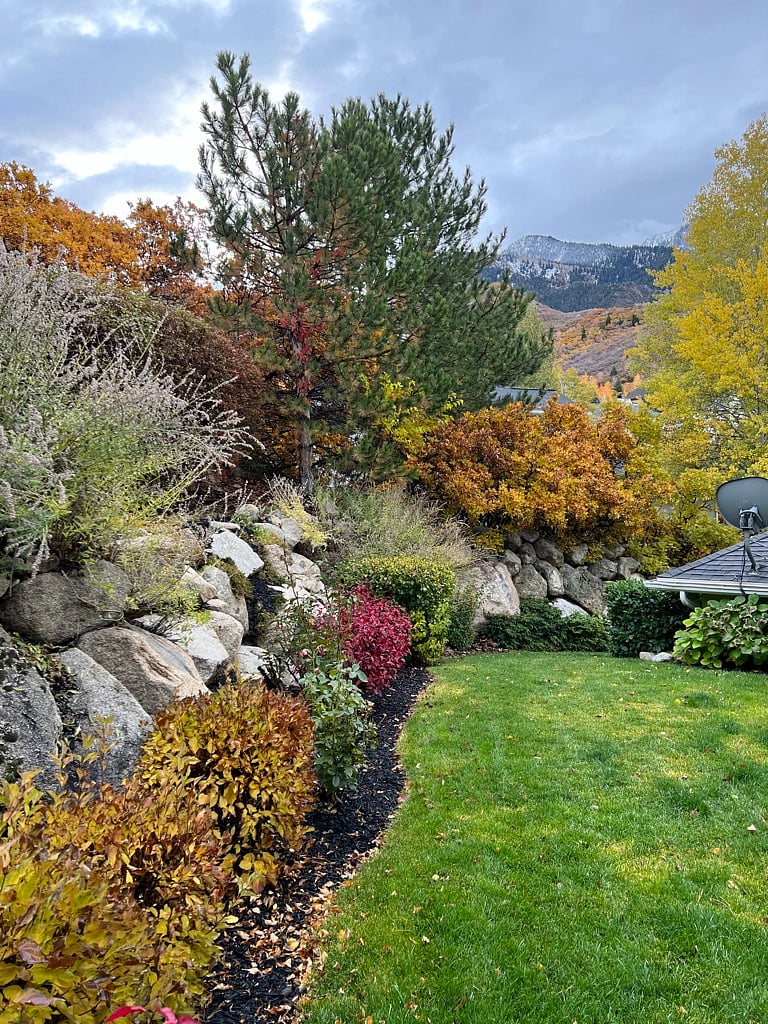 Back yard Fall colors 