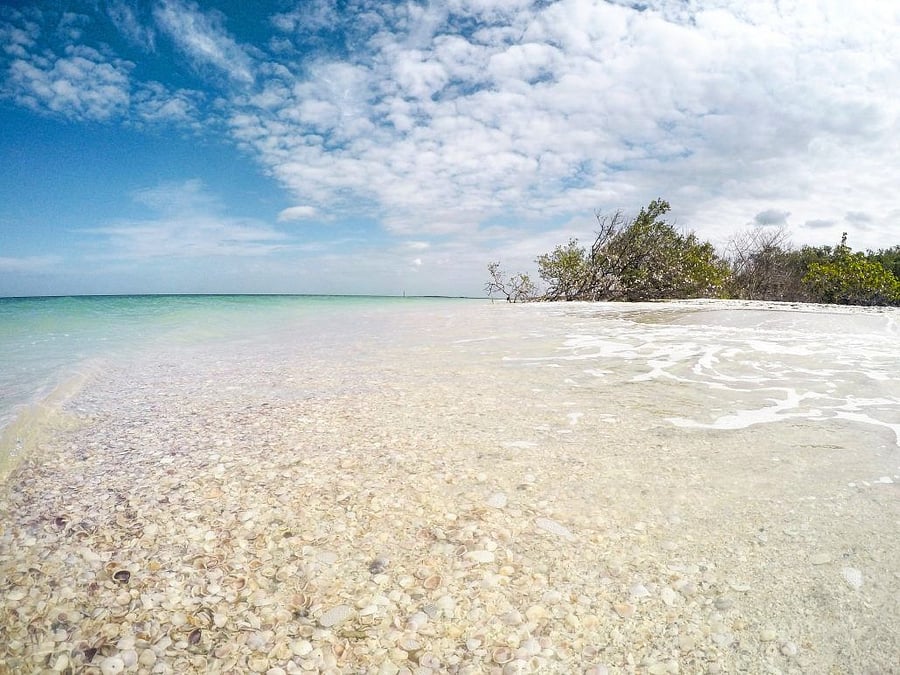 Honeymoon Island has a dog beach!