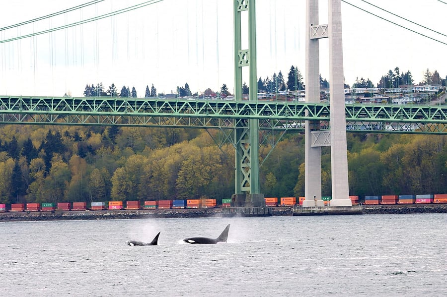 Orca whales frequently swim under the Narrows Bridge. Puget Sound is the natural habitat for Southern Resident Killer Whales & Bigg's Transient orcas as well as Humpback, Grey and Minke whales. Sea lions, harbor seals, and sea otters swim through & are sometimes hunted by orcas.