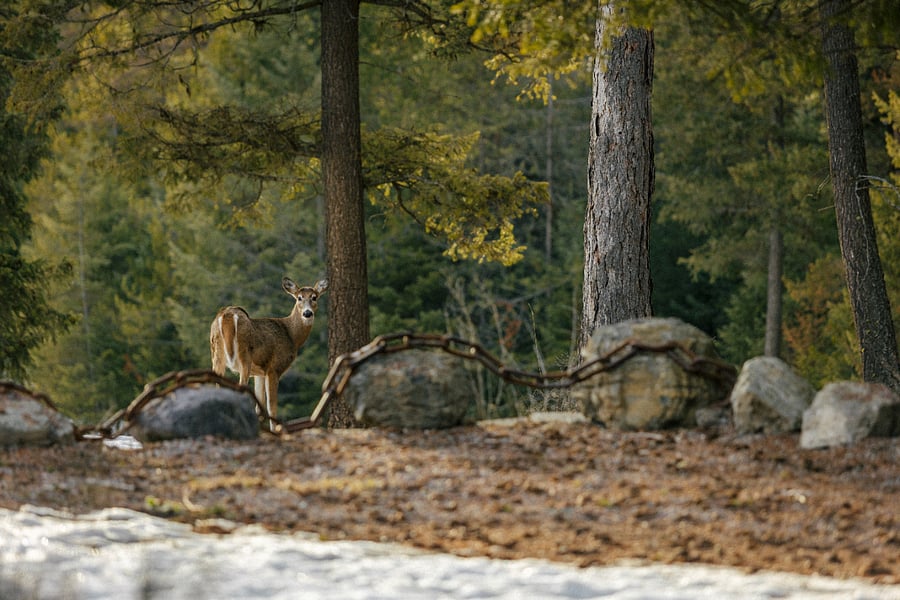 Resident wildlife