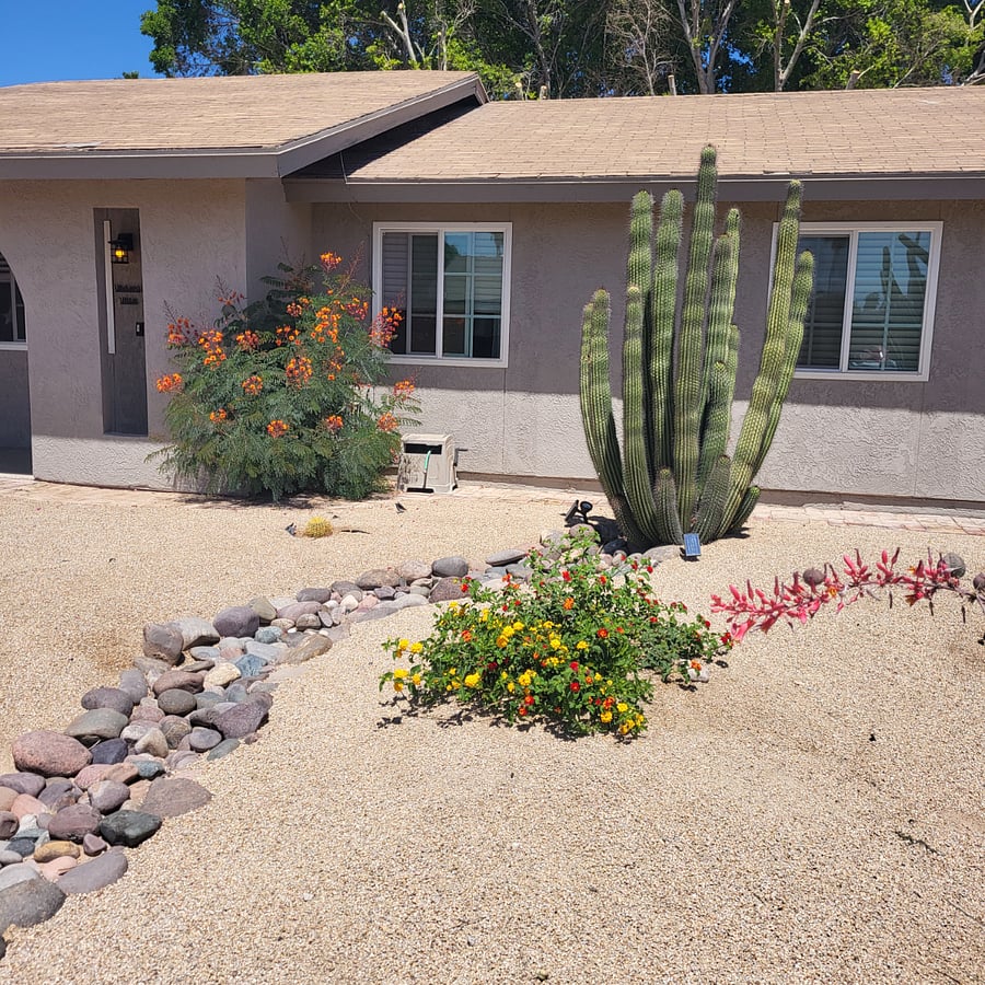 Pretty yard blooming cacti and desert plants.