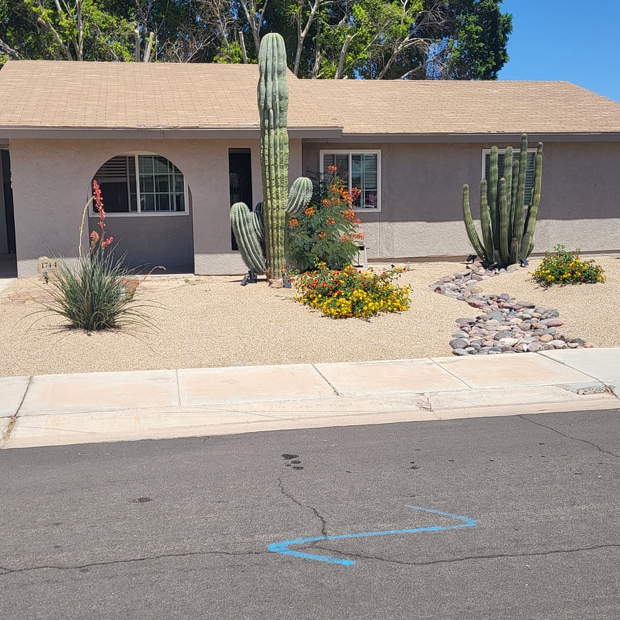 Front yard with blooming desert plants. Has its own watering system and maintained by owner.