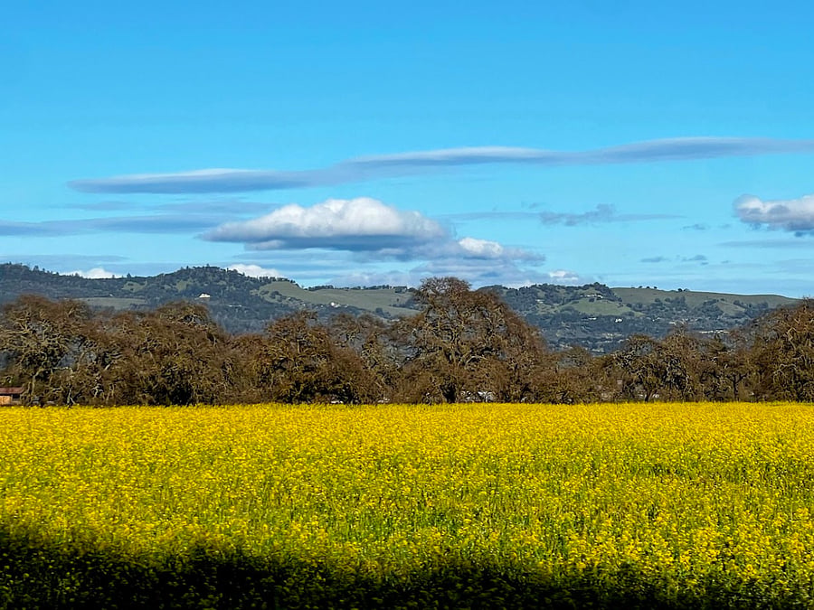 Stunning mustard views in Sonoma County