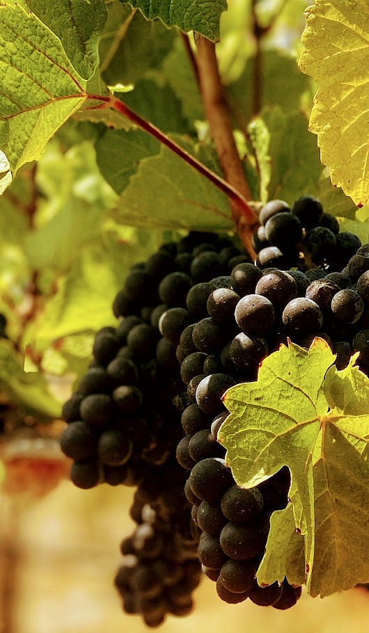 Grapes during harvest season in Sonoma County