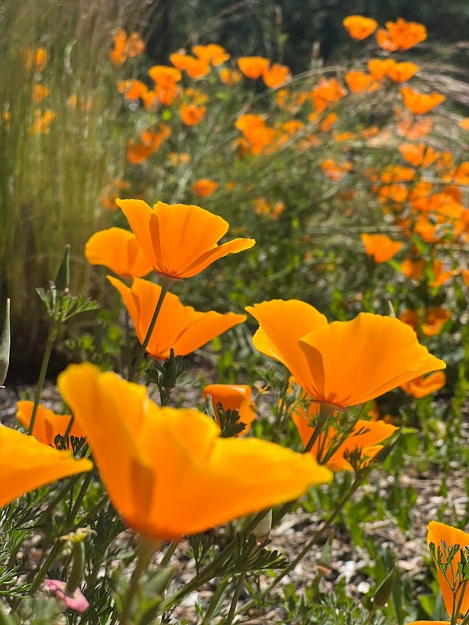 California State Flower - the Golden Poppy