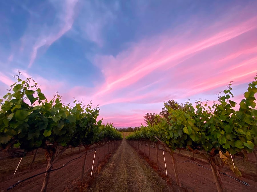Electrifying sunset in a vineyard last summer