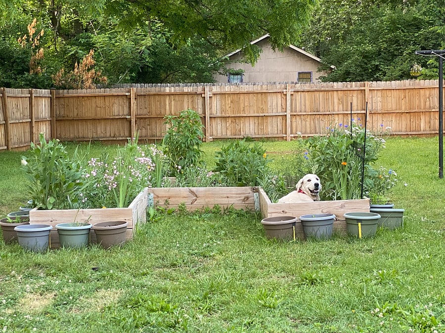**dog not included in rental**
