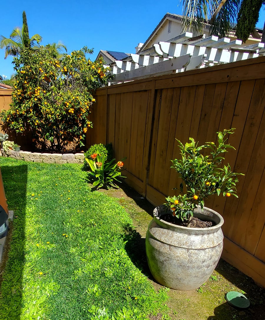 Fruit trees in back yard