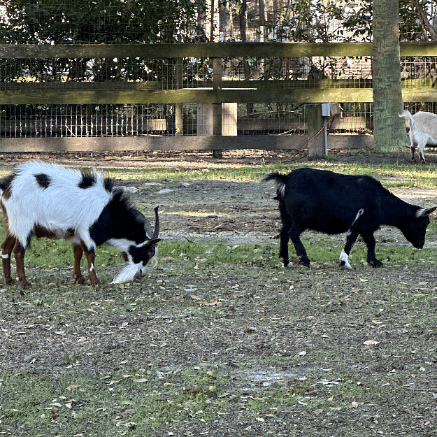 Fudge Ripple "Rip" & Molly, may she Rest In Peace.