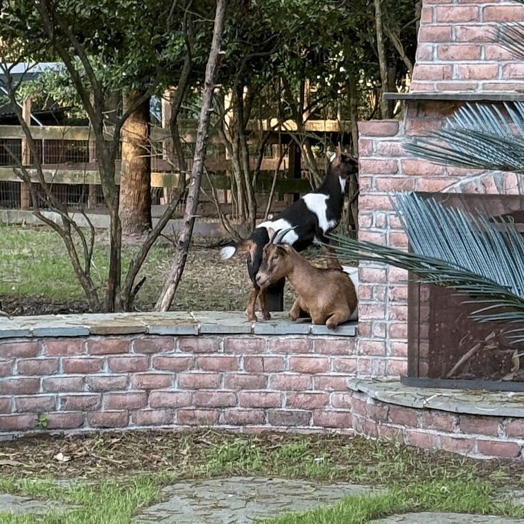 Ziggy & her mom, Tootsie Pop "Tootsie"