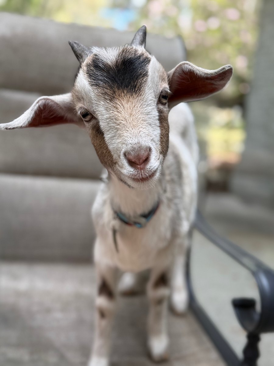 Our latest addition & the sweetest, Pudden.