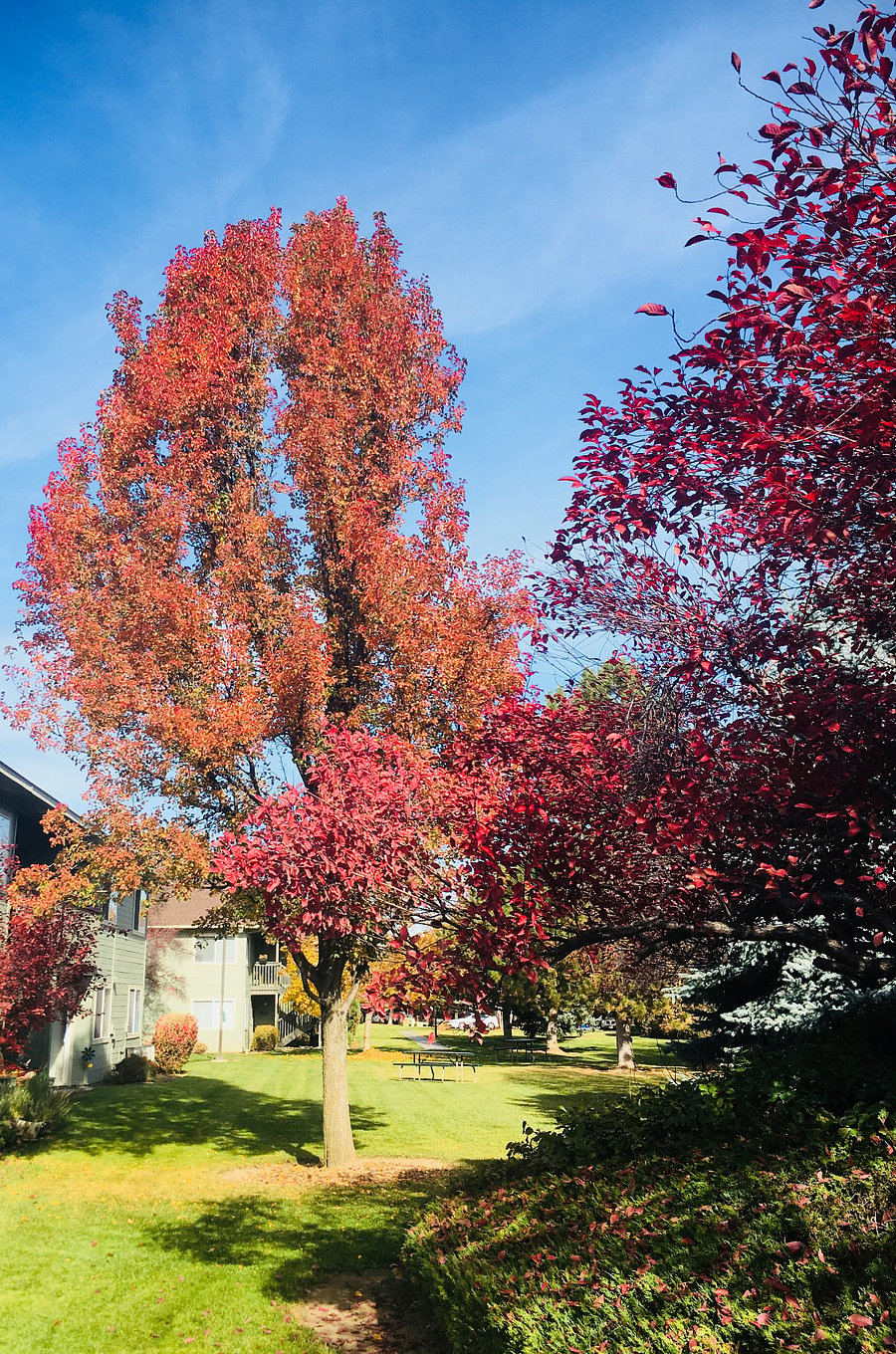 back courtyard in the fall
