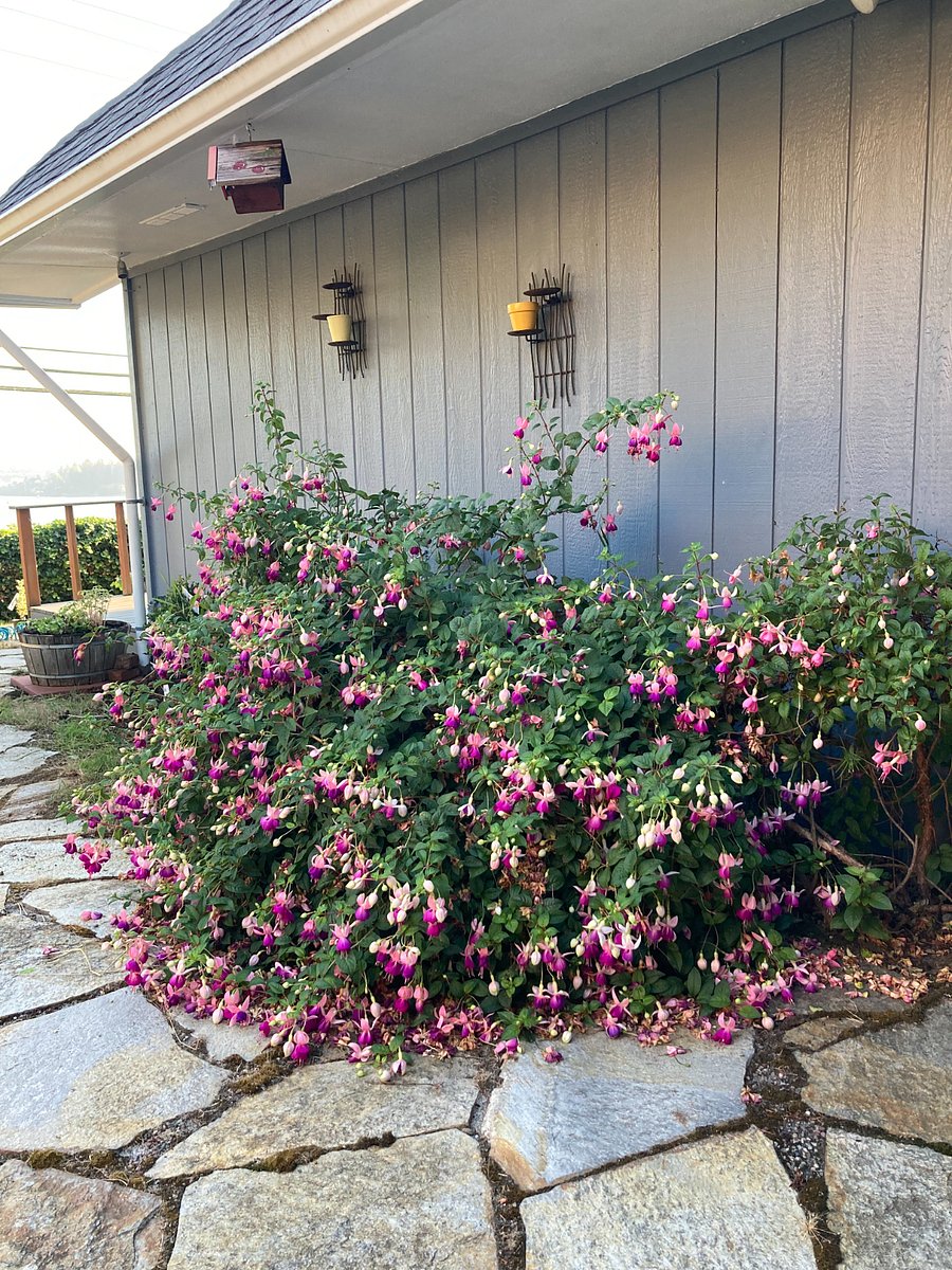 Private patio-fuchsias