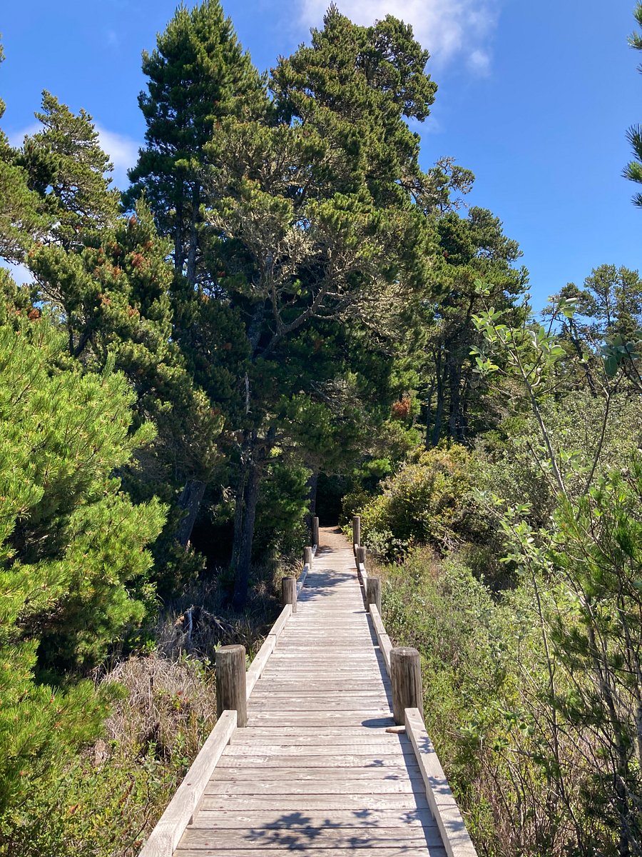 Bluebill Trail-easy 1.2 mile loop-just east of Horsfall beach
