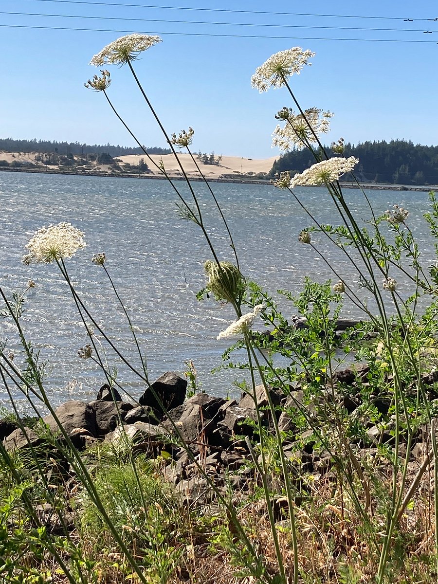 Southern portion of Oregon Dunes Recreation Area-Siuslaw National Forest-4 miles northwest of property