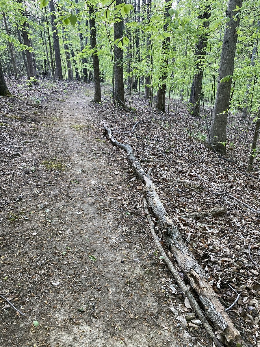 carved out walking trail
