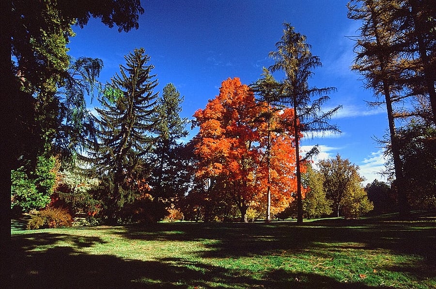 Finch Arboretum