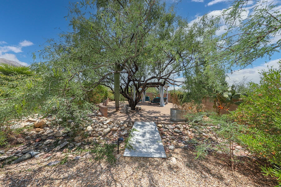 Native Mesquite Tree & SaguaroP