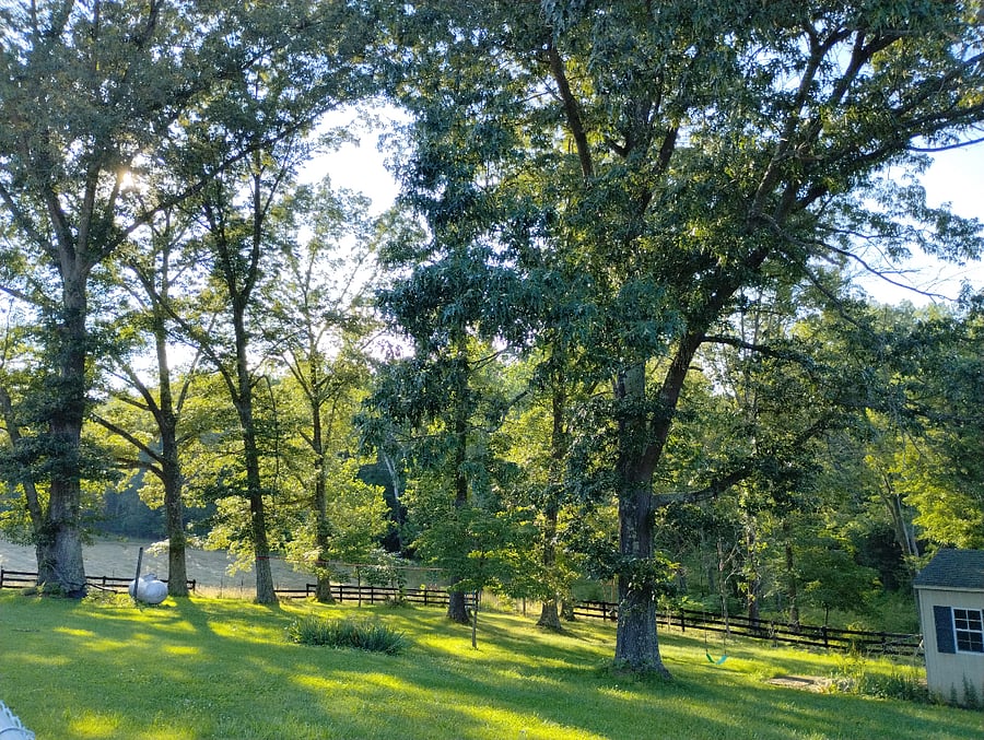 Many tall trees and grassy backyard offer a lovely green space.