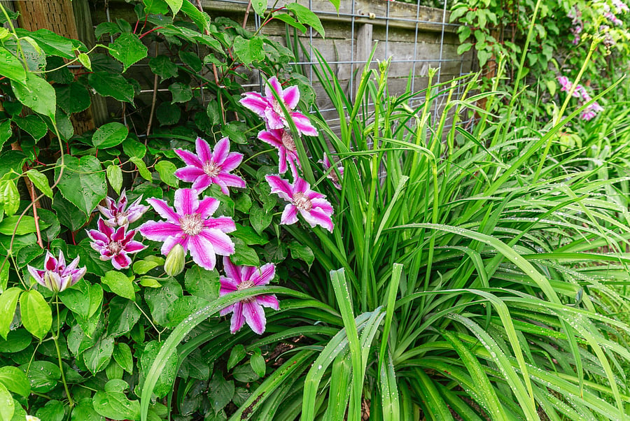 Flowers and fruit trees throughout the property