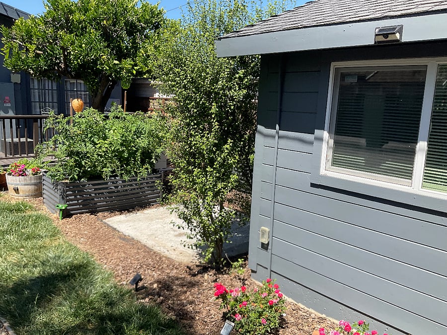 Our tomatoes are coming along (June 2026]