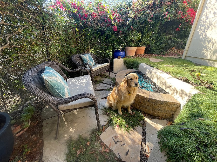 Firepit and Lola!