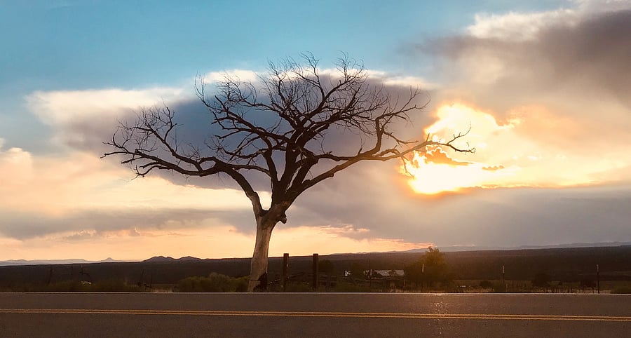 Welcome tree! As you are driving into Taos before the horse shoe!