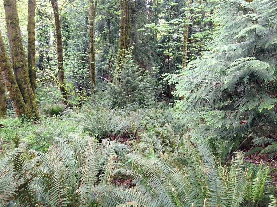 Wooded area.