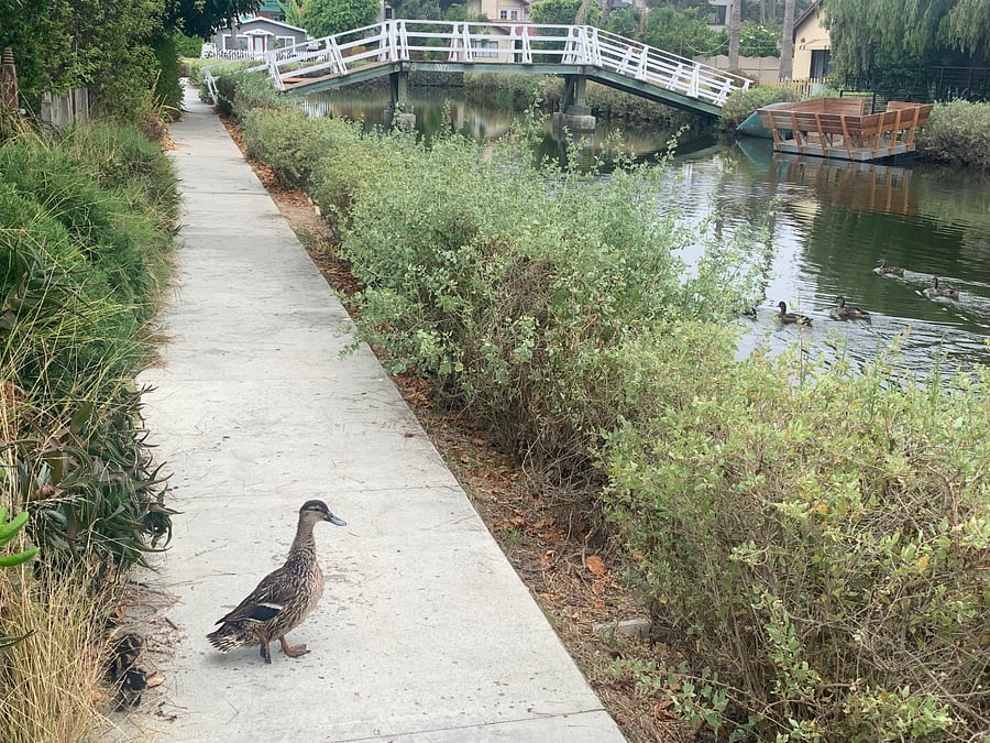 Historic Venice Canals.