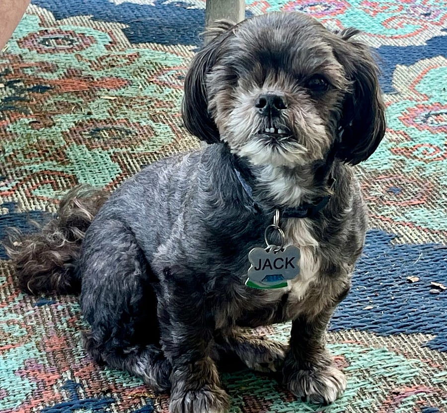 Jack the 15 year old, 11 pound shih tzu. 